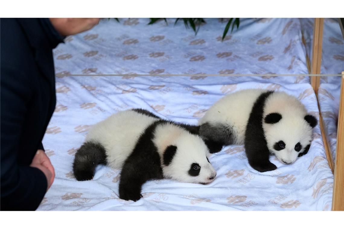 Berliner Panda-Mädchen heißen Leni und Lotti Kai Wegner ist Pate von Leni.