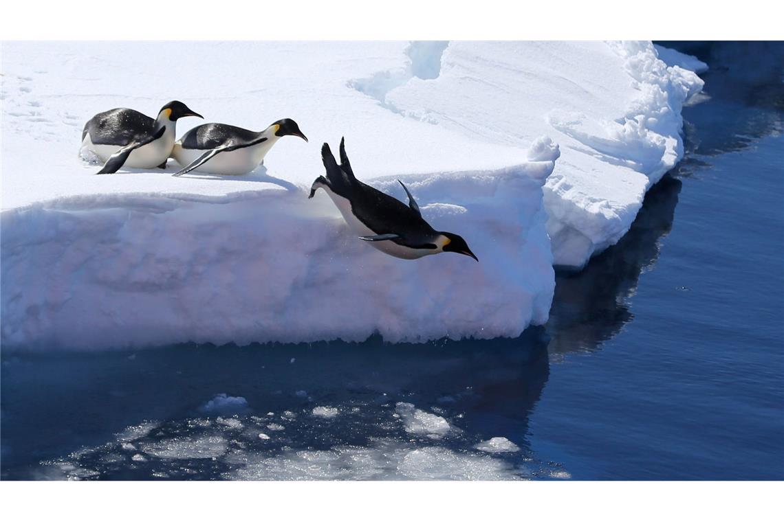 Antarktis-Forscher werfen Kollegen Übergriffe vor Kaiserpinguine springen von einer Eiskante ins Meer.