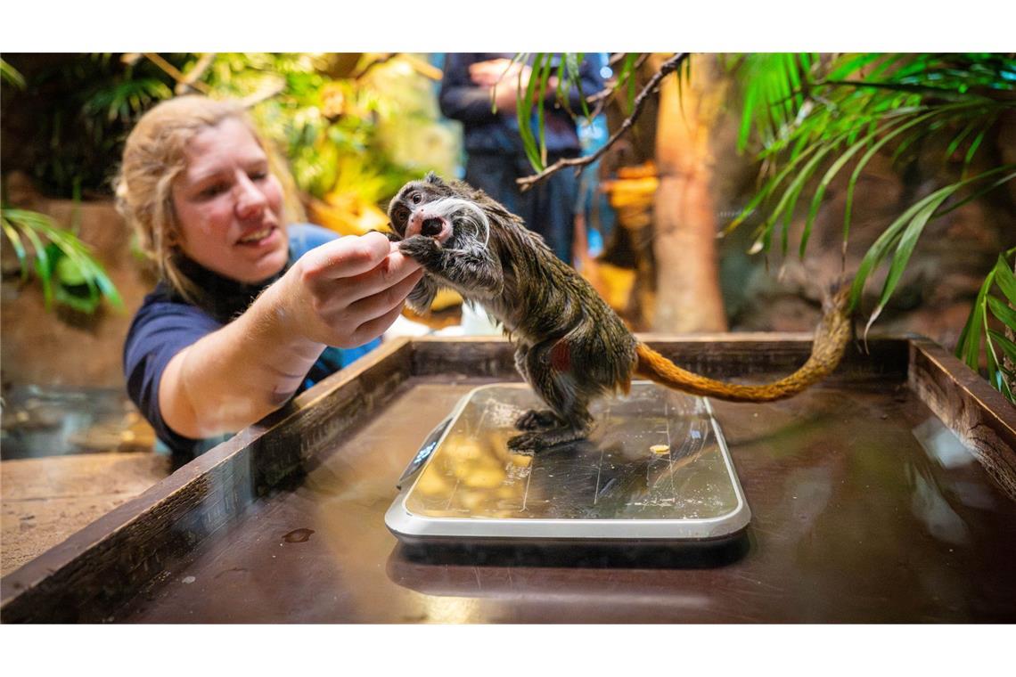 Kaiserschnurrbarttamarin zur Inventur im Zoo am Meer in Bremen