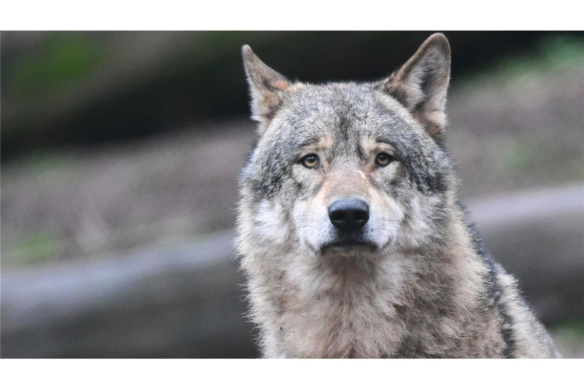 Kann ein einzelner, ausgewachsener und geschlechtsreifes Wolf in ein bereits bestehendes Wolfsrudel integriert werden? (Symbolfoto)