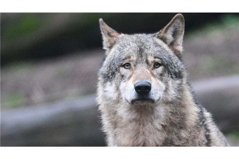 Kann ein einzelner, ausgewachsener und geschlechtsreifes Wolf in ein bereits bestehendes Wolfsrudel integriert werden? (Symbolfoto)