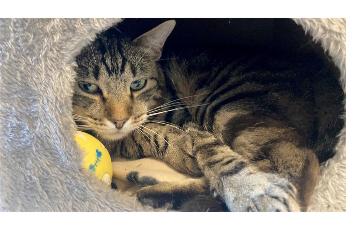 Kater Ben im Tierheim "Katzenparadies" Neustrelitz.