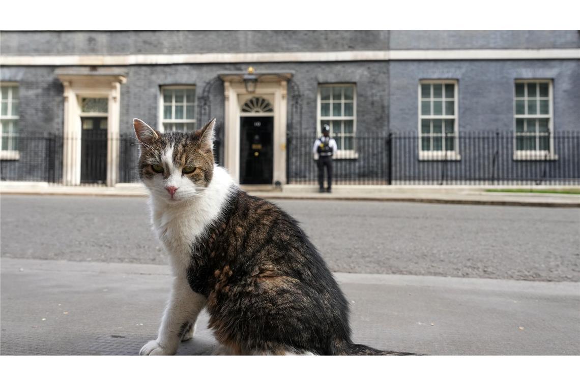 Kater Larry, "Oberster britischer Mäusejäger", sitzt nach den Kommunalwahlen gegenüber von Downing Street 10 in London.