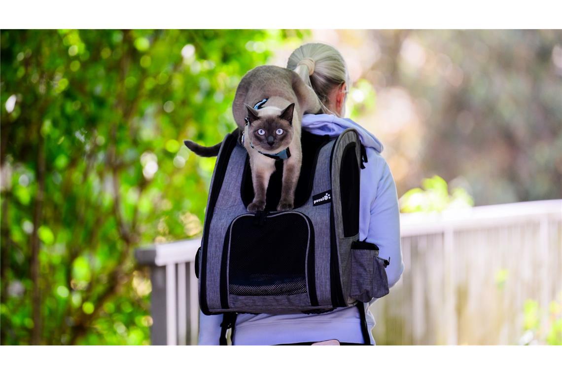 Kater "Pumpkin" wird von seinem "Frauchen" im nidersächschen Laatzen auf einem Rucksack spazieren getragen. Die sonst im Haus gehaltene Katze kann so ein bisschen Frischluft schnuppern.