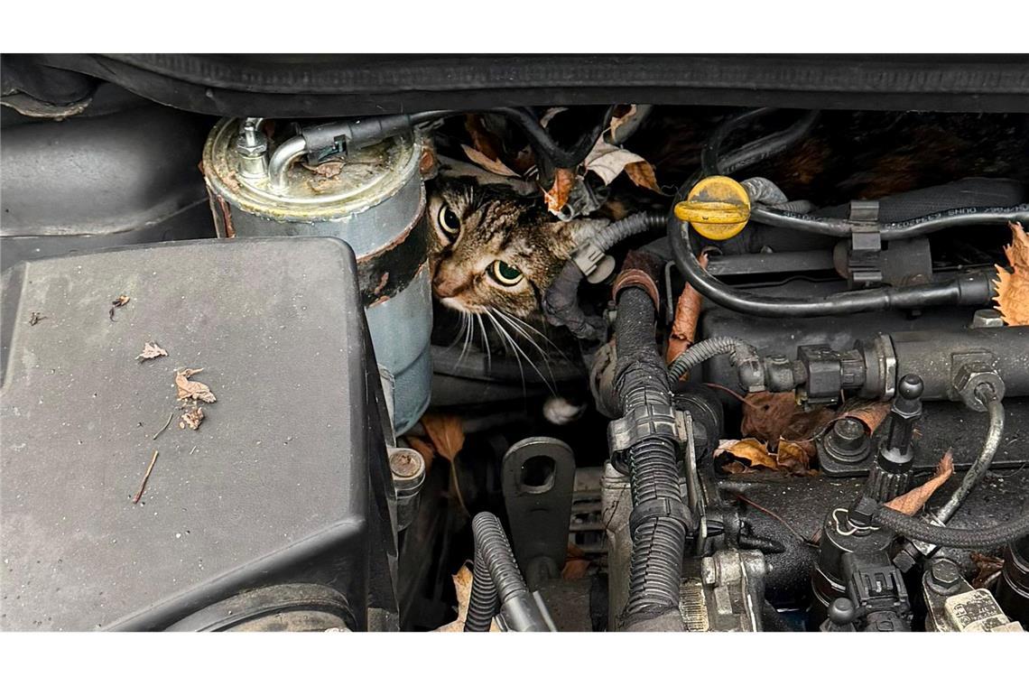 Katze aus Motorraum befreit