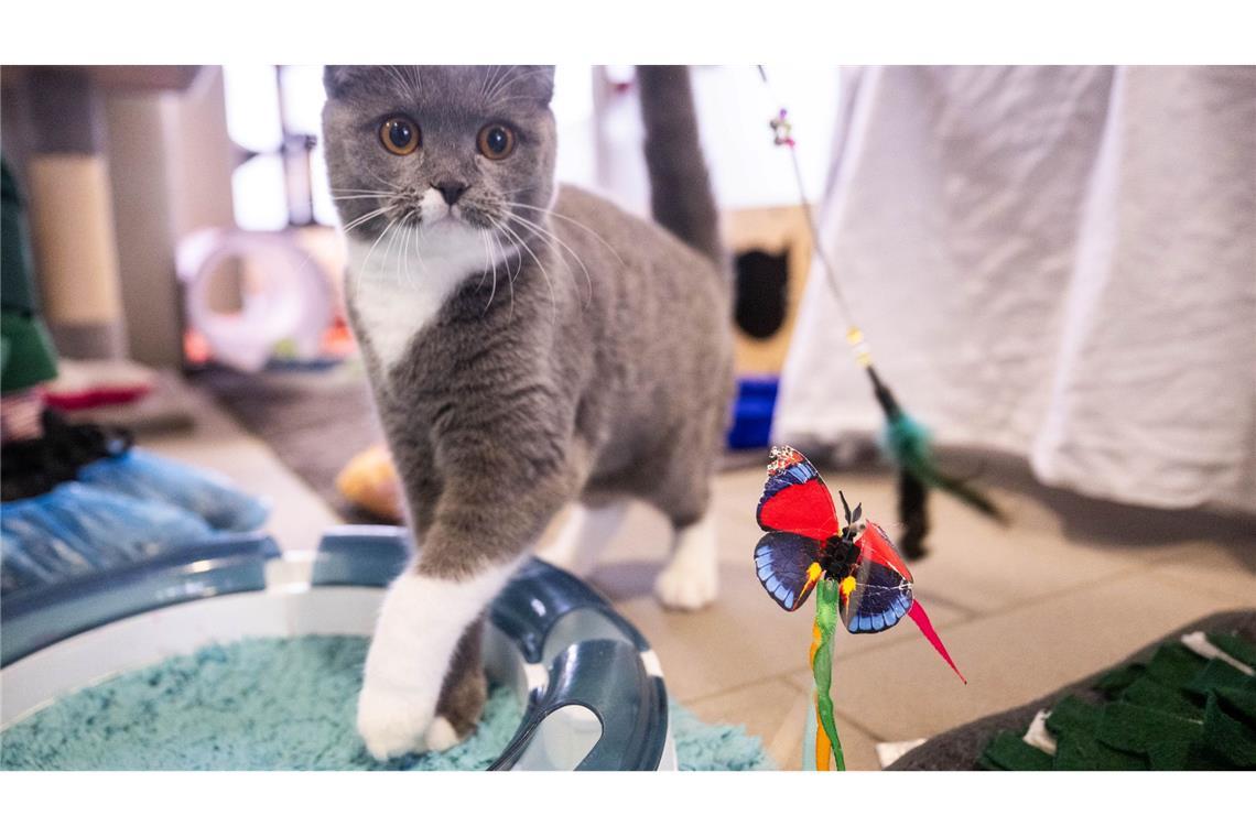 Kranke Modekatzen - Der Preis der Niedlichkeit Katzen der Rasse Scottish Fold - die geknickten Ohren sind für sie typisch - gelten als Qualzuchten.