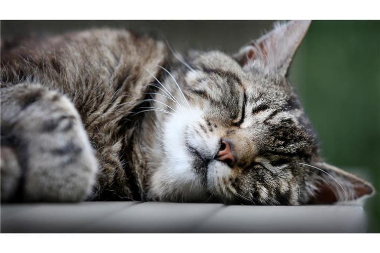Katzen schlummern einer Studie zufolge am liebsten auf der linken Seite liegend. (Archivbild)