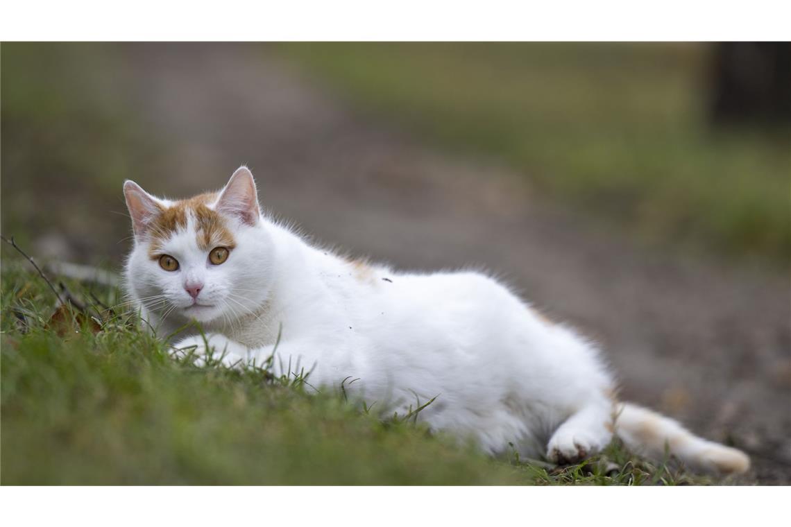 Katzen sind durch Vogelgrippe besonders gefährdet.