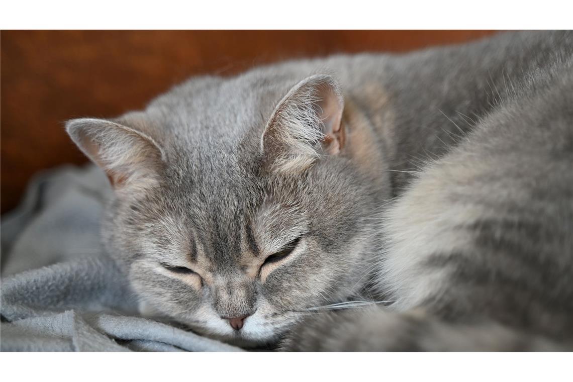Mehr als sieben Milliarden für Haustiere - Branche stabil Katzen sind nach wie vor das beliebteste Haustier in Deutschland. (Archivbild)