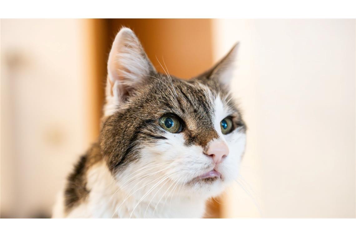 Amsterdam will Rettungstreppen für Katzen bauen Katzen sollen auch in Amsterdam sicher wieder nach Hause kommen. (Symbolbild)