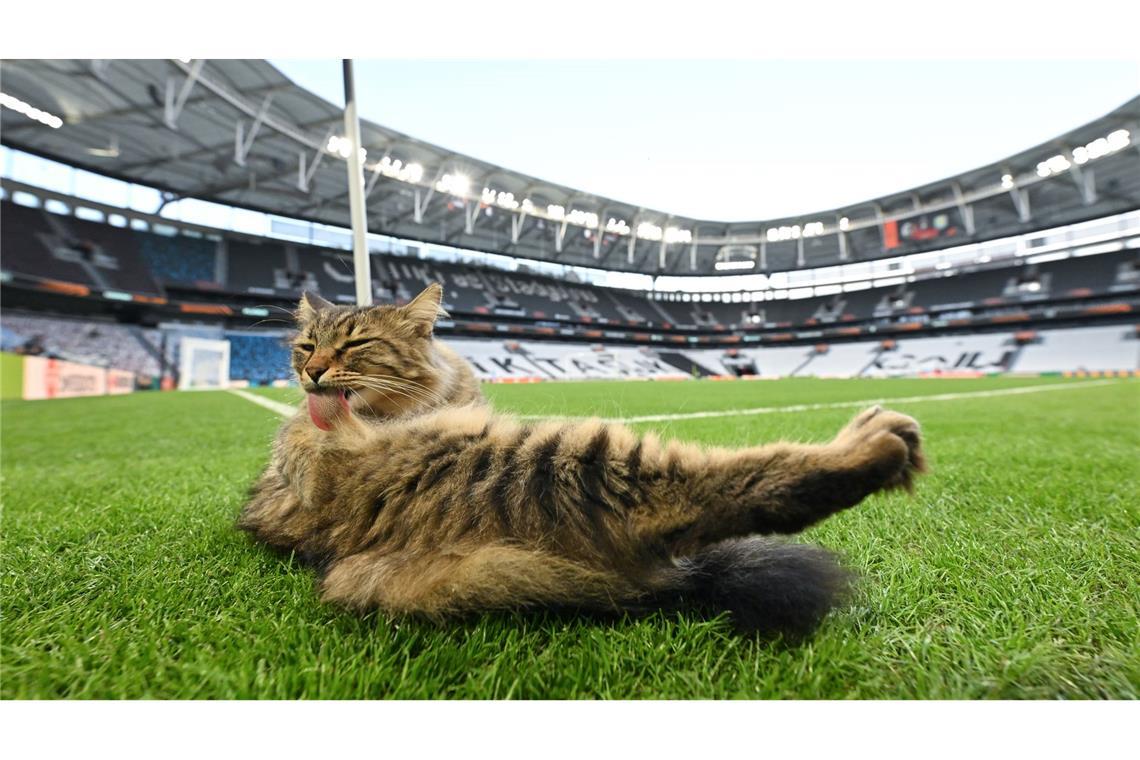 Katzenwäsche vor dem Finale