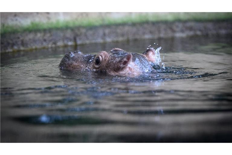 Kecke Ohren: Willi Wackelöhrchen