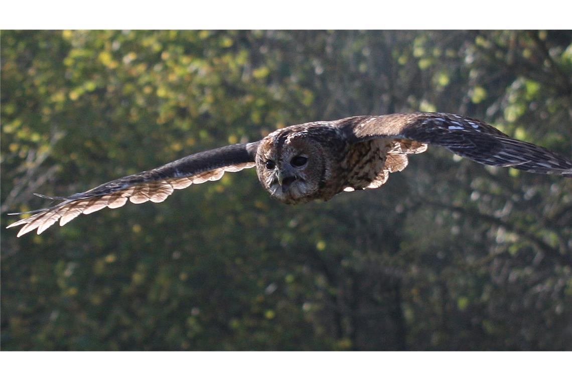 Kein Gruselfilm kommt ohne das Schuhuu des Waldkauzes aus.