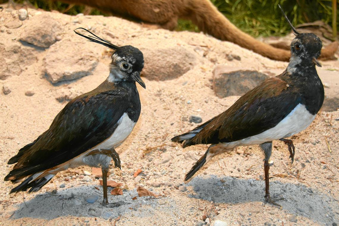 Die Saison im Carl-Schweizer-Museum beginnt Kiebitze, Vogel des Jahres 2024, werden im Carl-Schweizer-Museum gezeigt. Foto privat