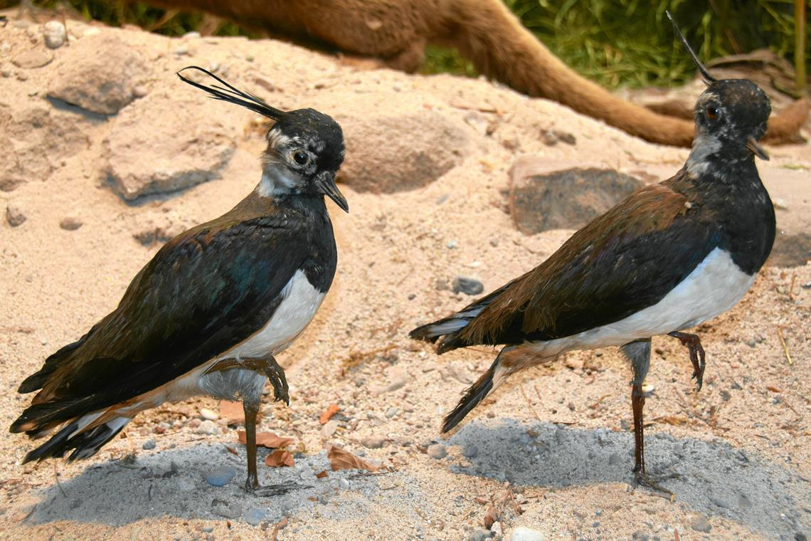 Kiebitze, Vogel des Jahres 2024, werden im Carl-Schweizer-Museum gezeigt. Foto privat