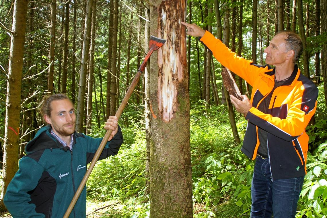 Borkenkäfer gefährdet die Wälder Kilian Knötzele (links) und Jürgen Baumann begutachten die Schäden durch den Borkenkäfer. Fotos: U. Gruber