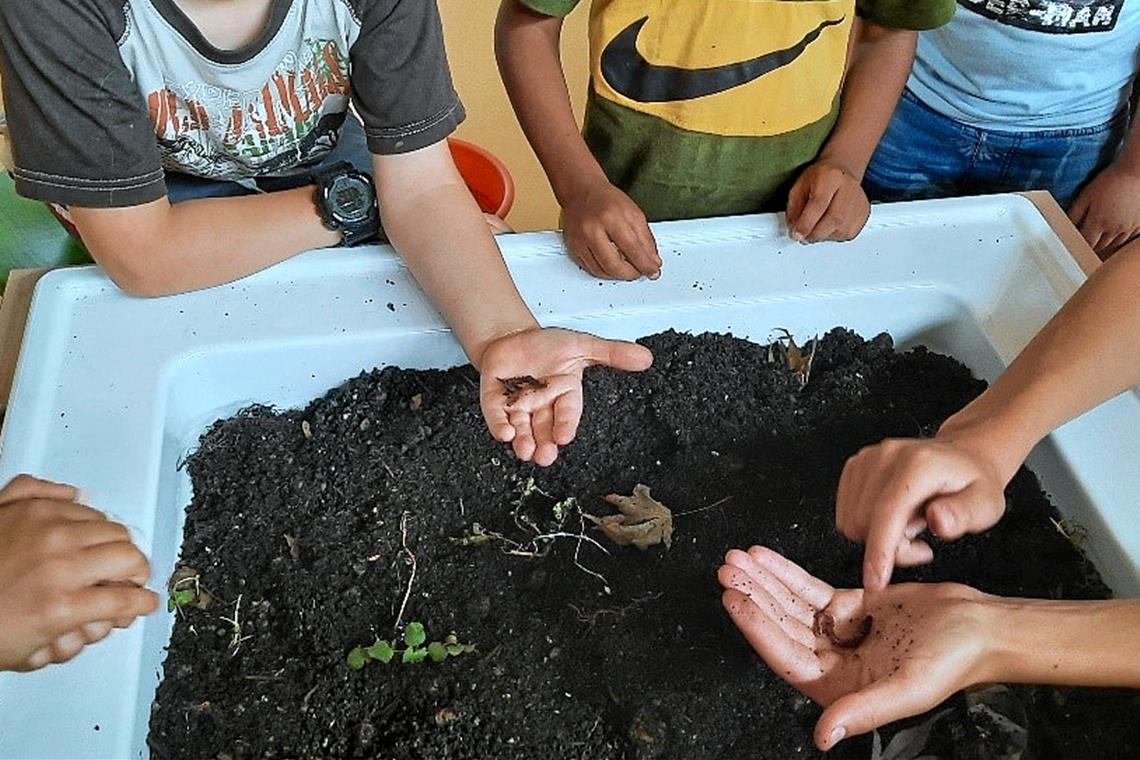 Kleine fleißige Regenwürmer kommen groß raus Kinder begutachten Regenwürmer in einer Experimentierwanne.