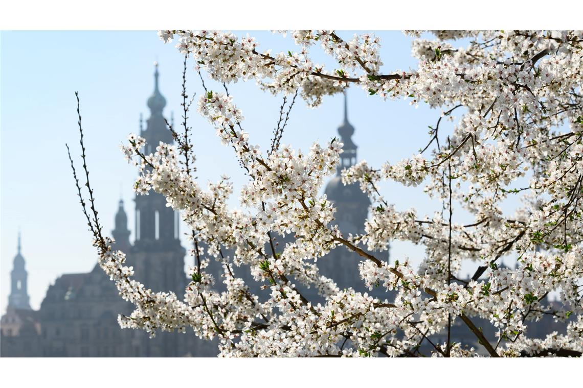 Bilder des Tages Kirschblüte am Elbufer: Frühlingszauber vor Dresdens Altstadt-Kulisse