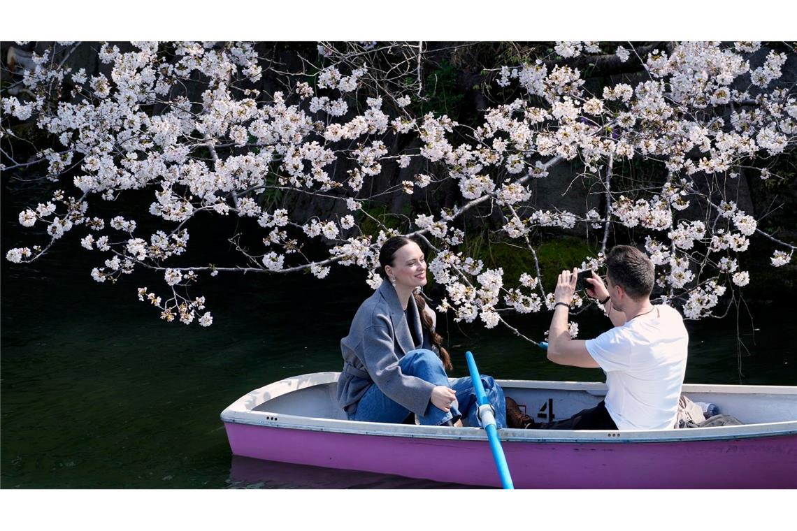 Kirschblüten über dem Wasser: Paar fährt im Boot am Chidorigafuchi-Palastgraben in Tokio, Japan