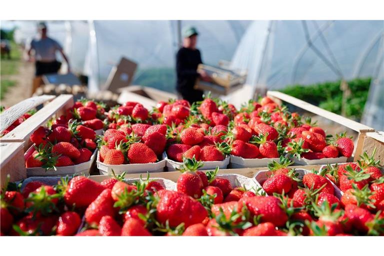 Kisten mit frisch gepflückten Erdbeeren stehen vor Treibhaus-Tunneln (Archivbild).