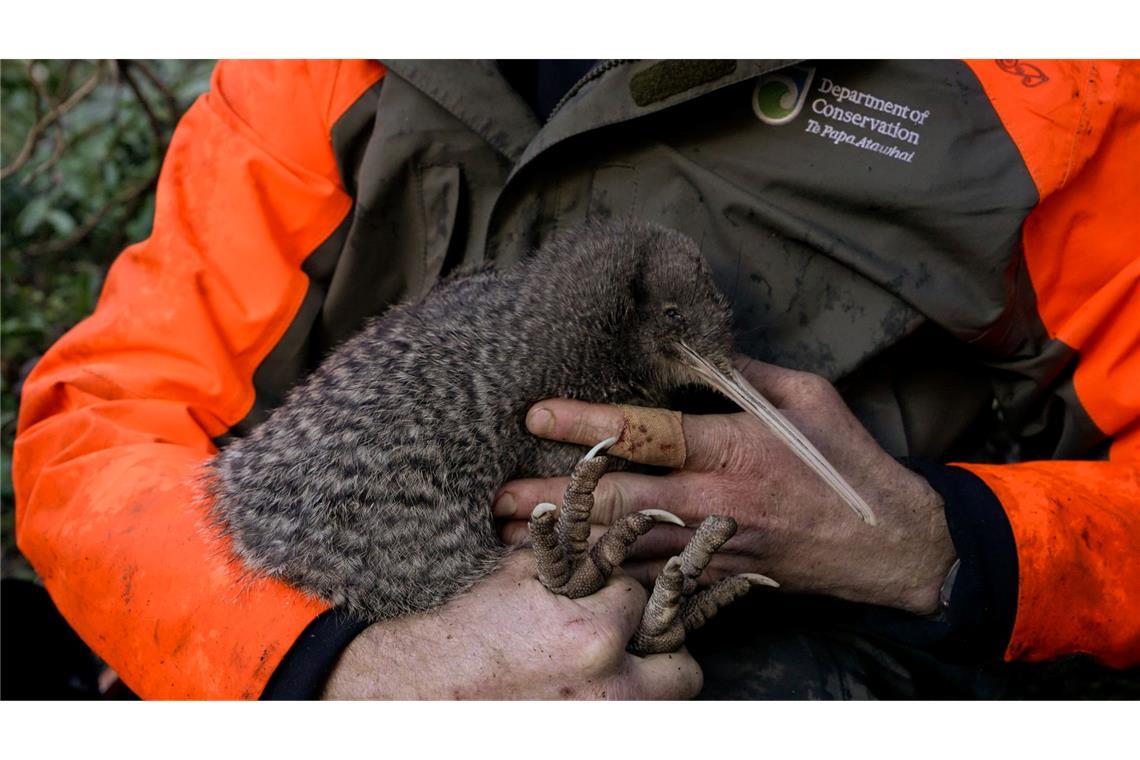 Kiwis sind flugunfähige Laufvögel und das Nationalsymbol Neuseelands.