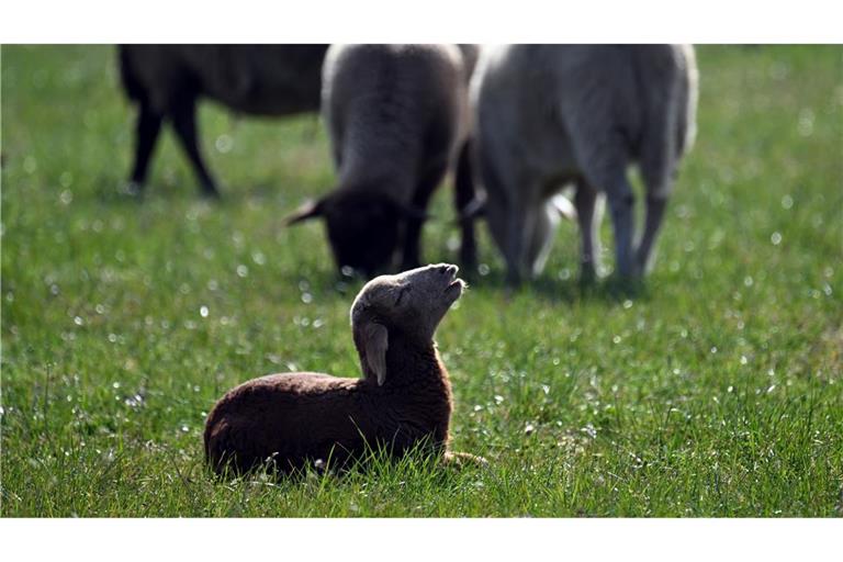 Kleinere Tiere wie Lämmer kann ein Goldschakal leicht erbeuten. (Symbolbild)