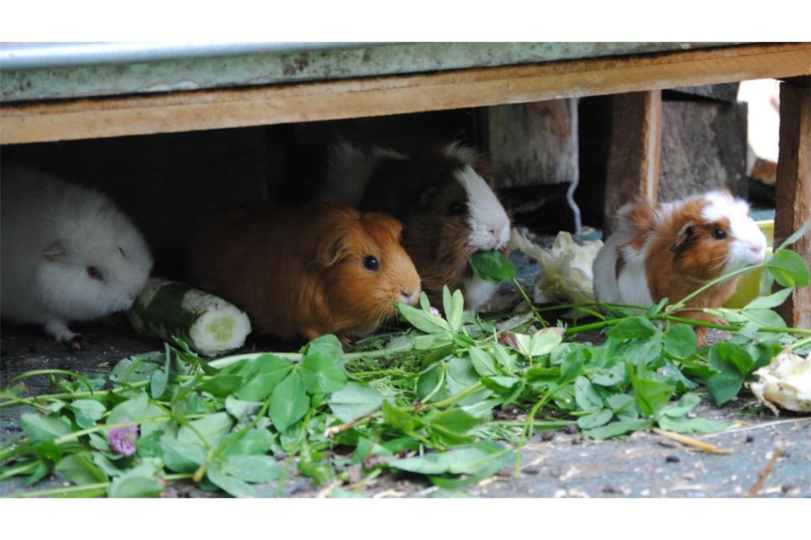 Kleintiere wie Meerschweinchen oder Kaninchen sind dringend auf Gesellschaft angewiesen.