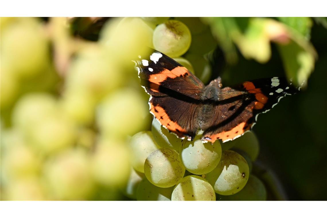 Bilder des Tages Kloster Pforta: Admiral-Schmetterling sorgt für Farbtupfer bei der Weinlese in Sachsen-Anhalt.