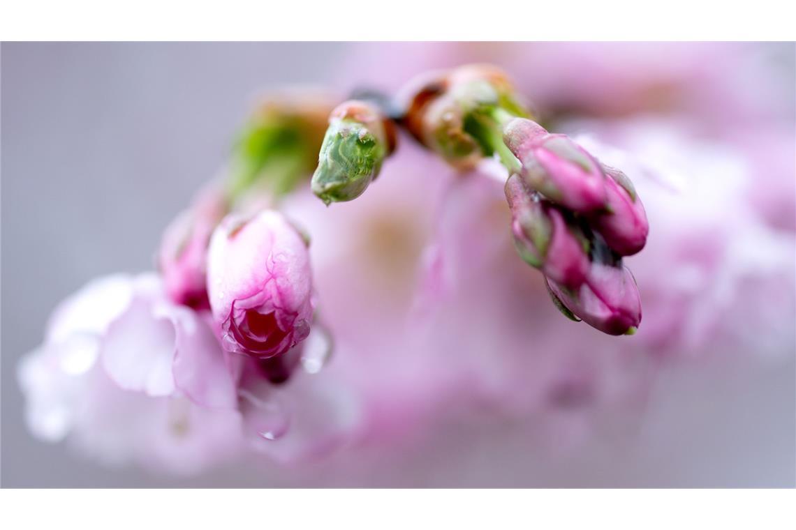 Bilder des Tages Knospen und Blüten sind an einer Zierkirsche in München