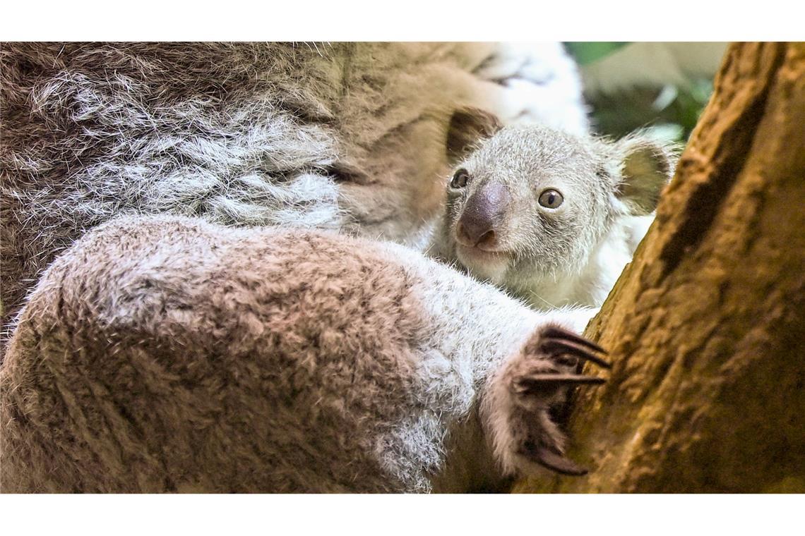 Koala-Nachwuchs im Zoo Leipzig: Jungtier zeigt sich erstmals im Beutel.