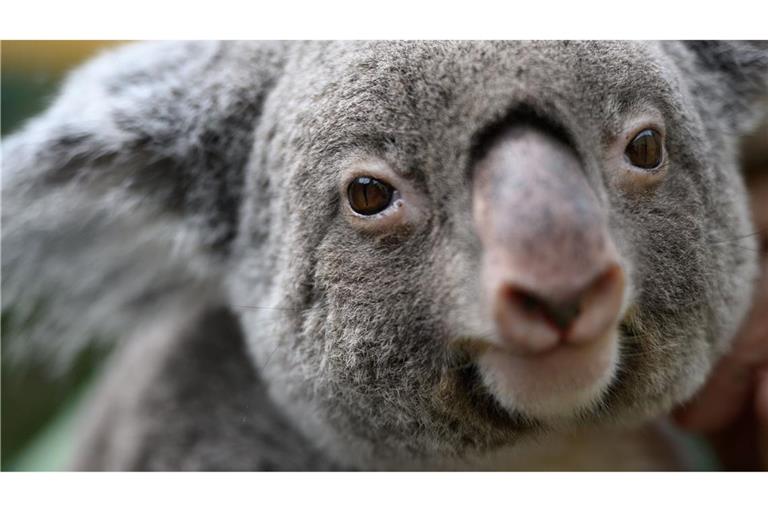 Koalas gehören zu den ikonischsten Tieren Australiens. (Archivbild)
