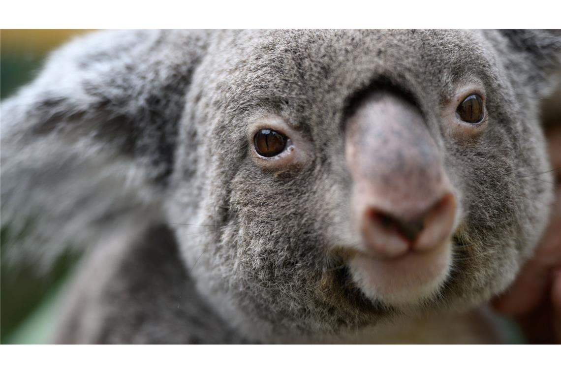Koalas sind vielerorts in Australien stark bedroht. (Archivbild)