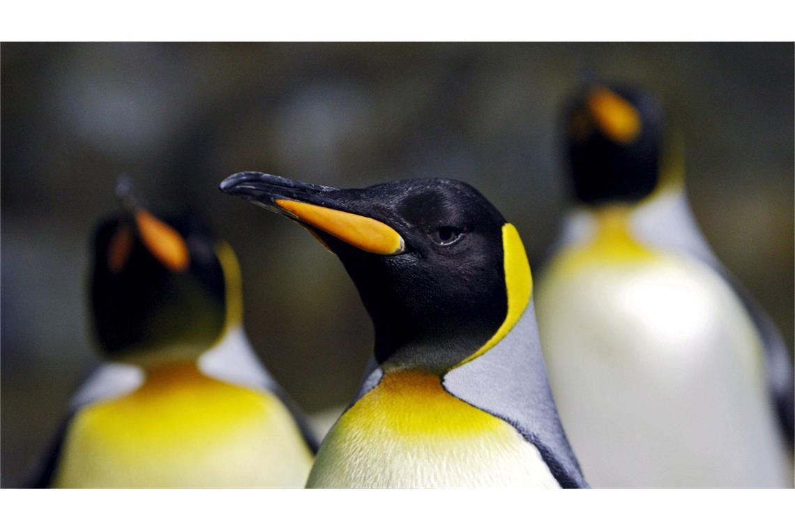 Trump belegt unbewohnte Inseln mit Zöllen – „Kein Ort der Welt ist sicher“ Königspinguine sind auf den Inseln Heard und McDonald nahe der Antarktis heimisch – im Gegensatz zu Menschen.