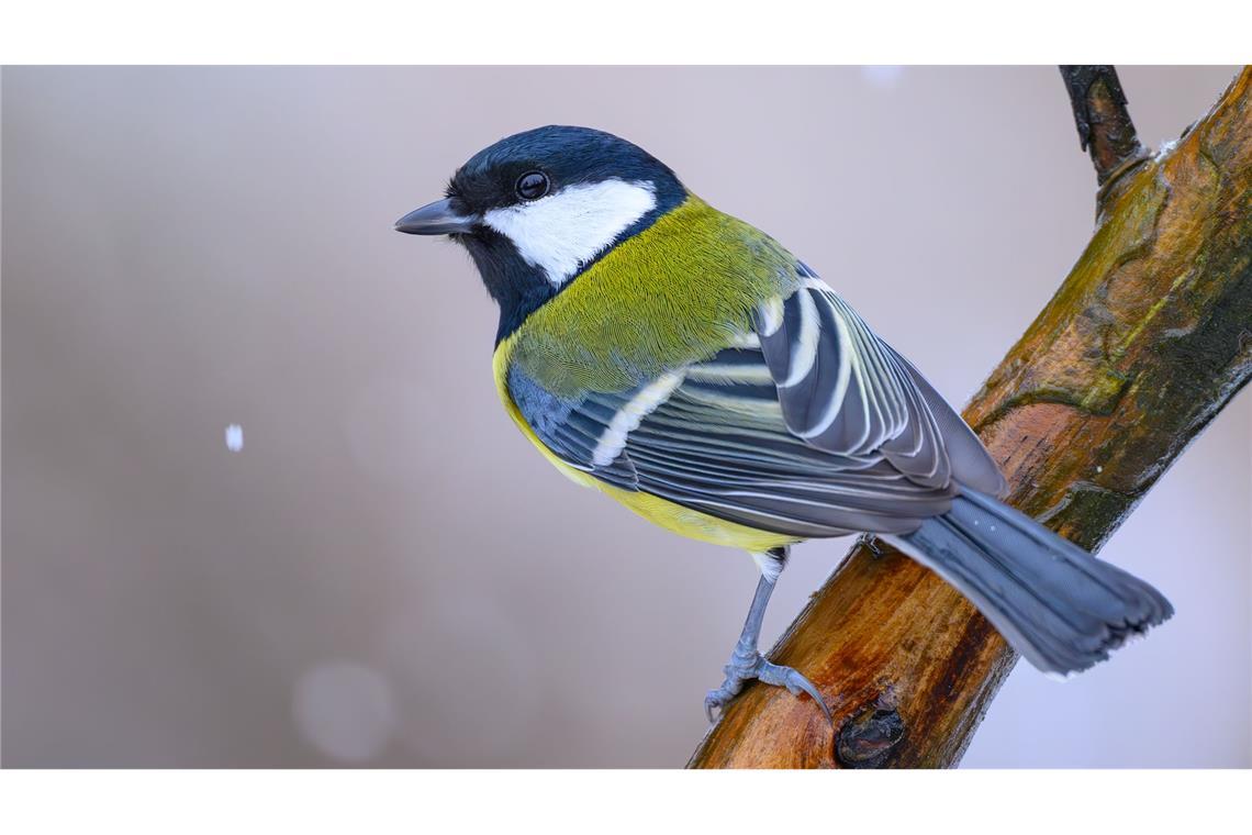 "Stunde der Wintervögel": Deutlich weniger Amseln gesichtet Kohlmeisen wurden bei der "Stunde der Wintervögel" weniger gezählt als im Vorjahr. (Archivbild)