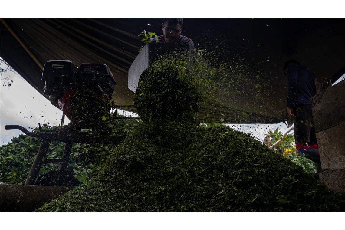 Kolumbien ist der größte Kokainproduzent der Welt. (Archivbild)