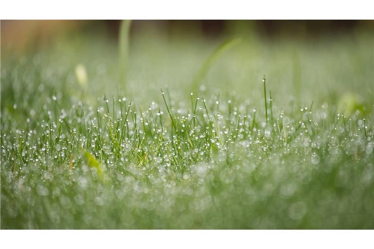 Kommt in den nächsten Taen auch mal die Sonne durch – und macht es dann Sinn, den Rasen zu mähen?