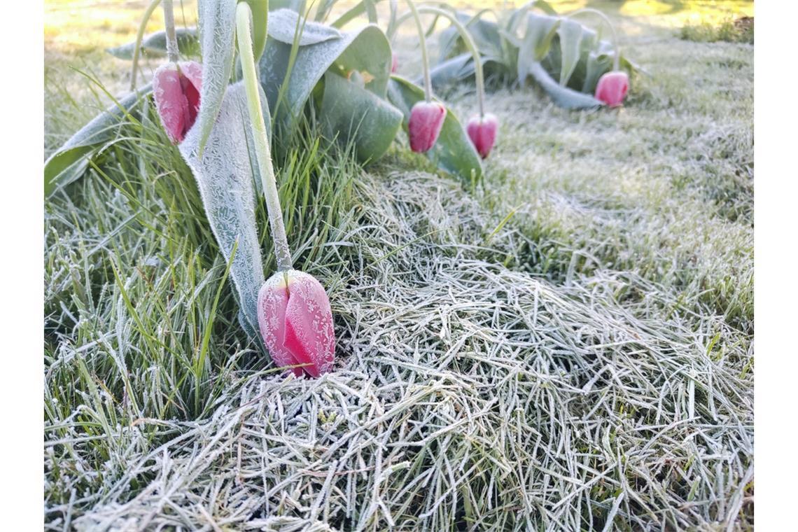 Kommt nochmal Frost?