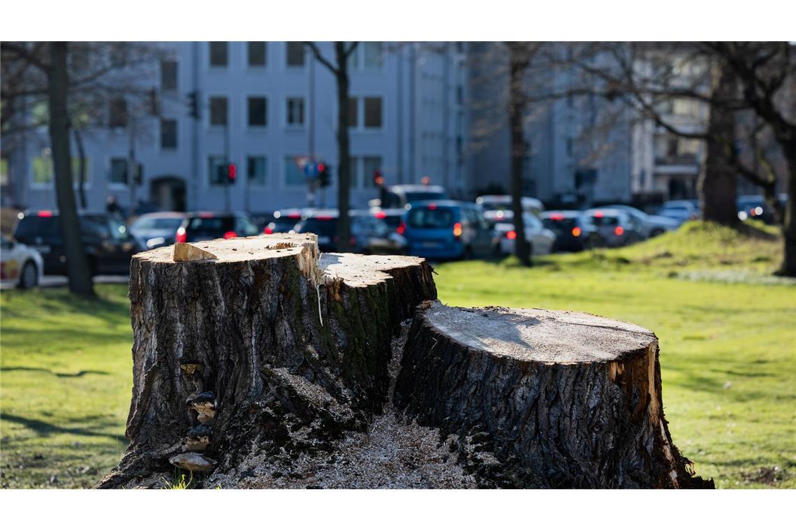 Der gestresste Stadtbaum - Was ihm helfen kann