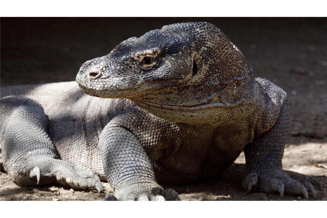 "Miami Indonesiens": Trauminseln im Visier von Investoren Komodo-Warane sind offiziell als "gefährdet" eingestuft. (Archivbild)