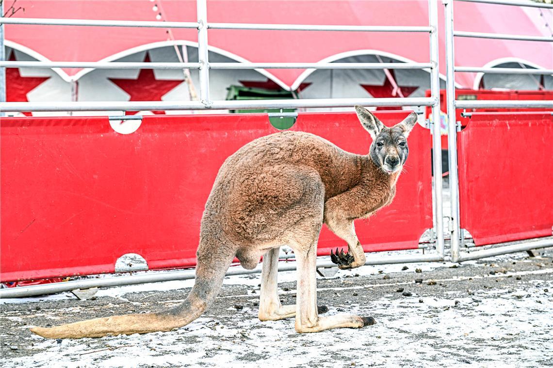 Konnte am Sonntag schon wieder für die Kamera posieren: das verunfallte Känguru am Tag nach seiner Flucht. Foto: Jason Tschepljakow/onw-images