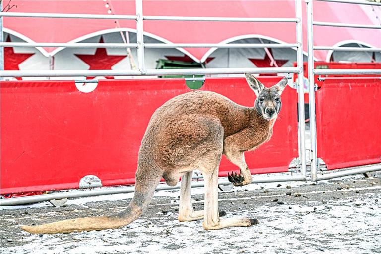 Konnte am Sonntag schon wieder für die Kamera posieren: das verunfallte Känguru am Tag nach seiner Flucht. Foto: Jason Tschepljakow/onw-images