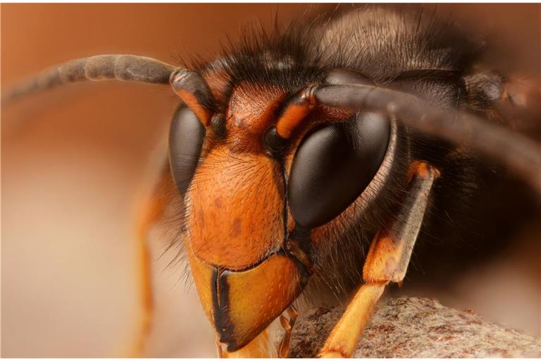 Kopfansicht einer männlichen „Vespa velutina nigrithorax“.