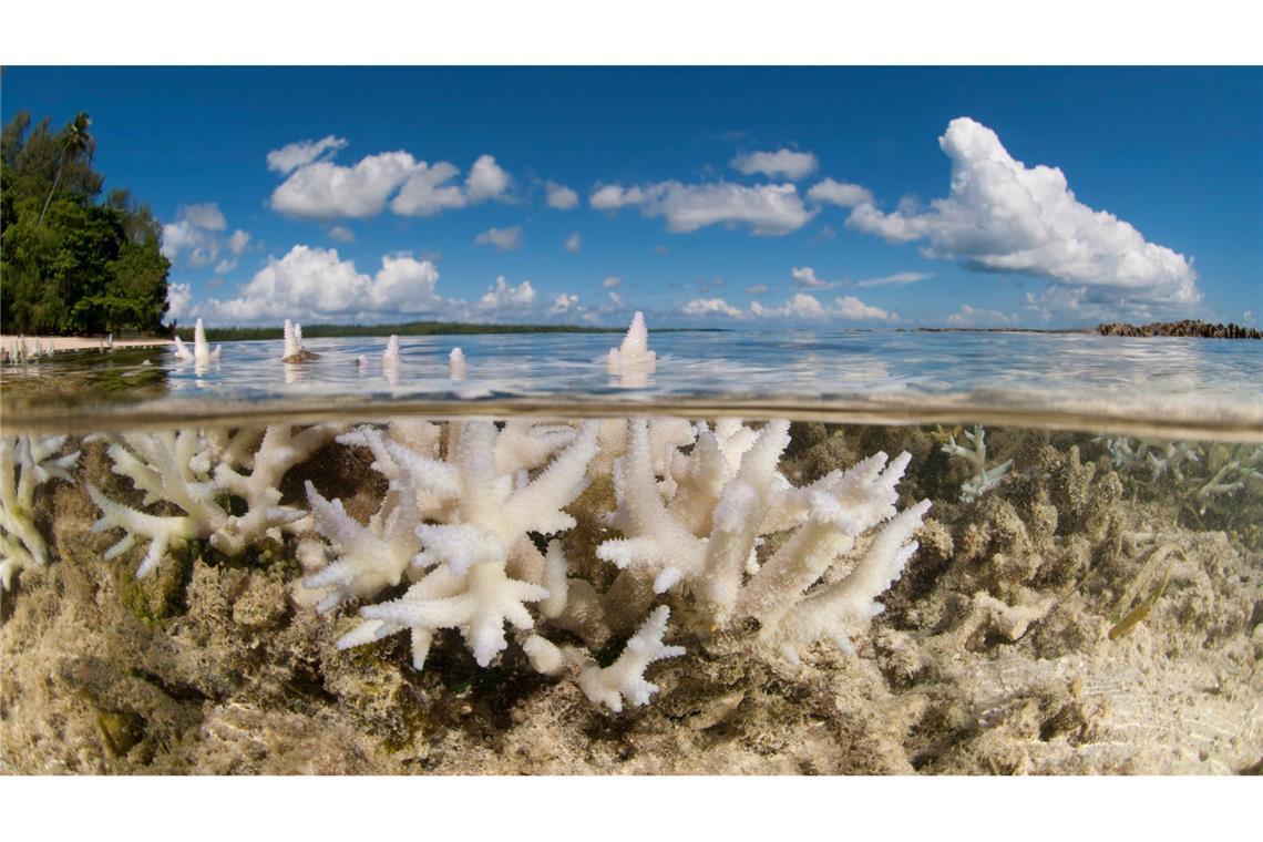 Korallen gehören WWF zufolge zu den Verlierern des Jahres.