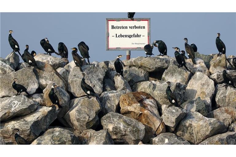 Kormorane stehen auf Steinen im Hafen von Barth am Bodden in Mecklenburg-Vorpommern.