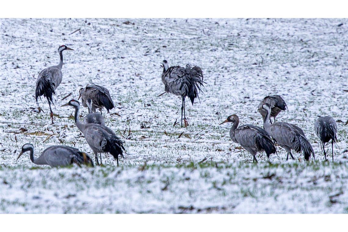 Bilder des Tages Kraniche im Schnee: Auf einem verschneiten Feld in Mecklenburg-Vorpommern suchen Kraniche nach Futter.