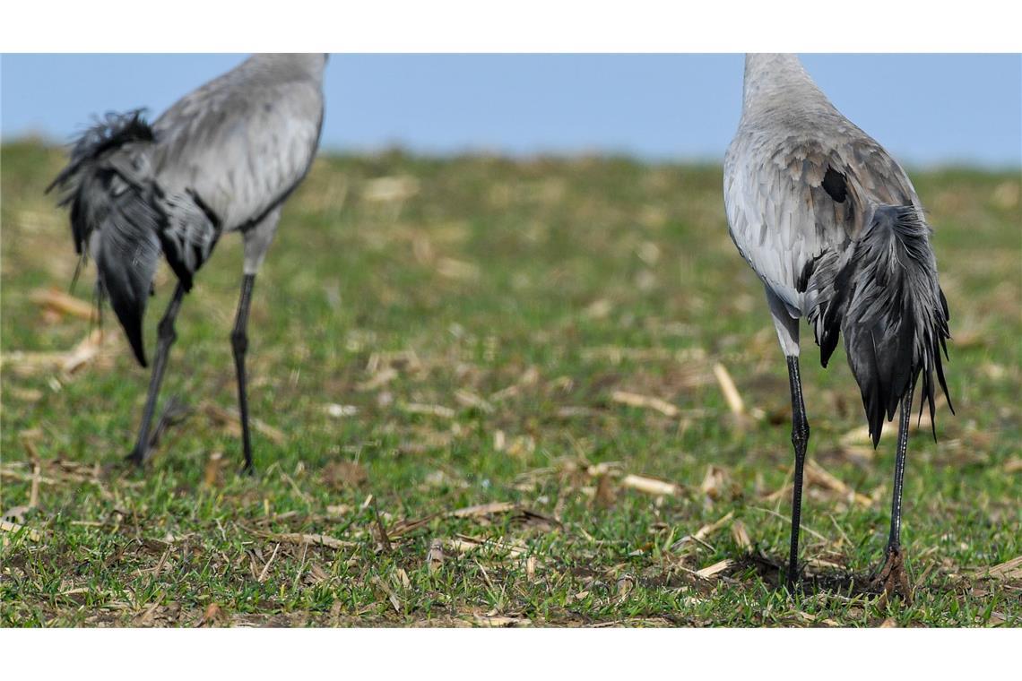 Geflügelter Liebesreigen: Der Tanz der Kraniche beginnt Kraniche leben überwiegend monogam, also in lebenslanger Ehe mit einem Partner. (Archivbild)