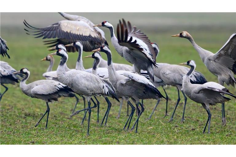 Kraniche stehen Anfang Februar auf einem Feld in Brandenburg