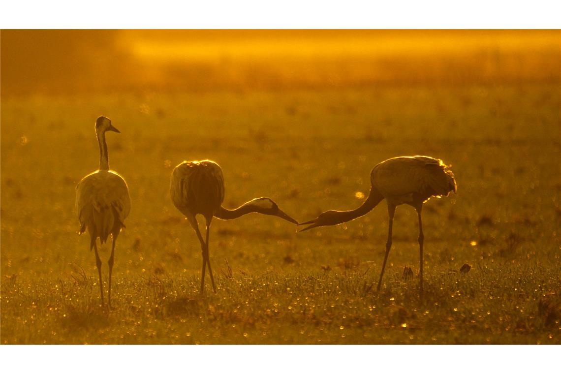 Kraniche stehen bei Vechta auf einem Feld.