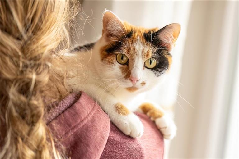 Krankheiten und Schmerzen sind bei Katzen nicht immer leicht zu erkennen.