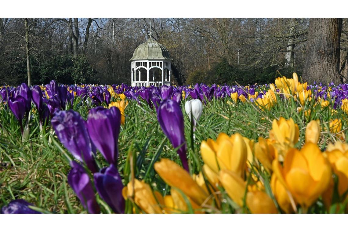 Bilder des Tages Krokusse stehen in voller Blüte vor einem Pavillon im Clara-Zetkin-Park in Leipzig.